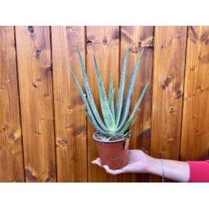 Aloe vera (Aloe vera) - výška 25-30 cm, kont. C1L